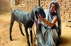 Goats get a good deal with women para-vets