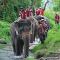 Elephant ride