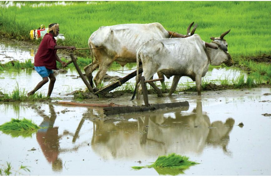 Liberate farmers from fields