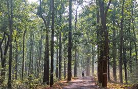 A forest in limbo