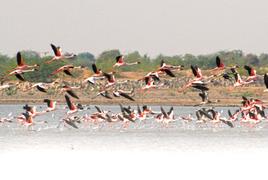 Little Rann of Kutch is teeming with wildlife