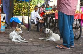 Delhi dog count rolls on: Paharganj, a mixed bag