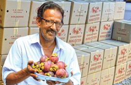 Mangosteen bonanza in Kerala village