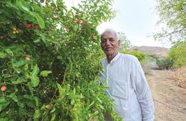 An orchard in the desert