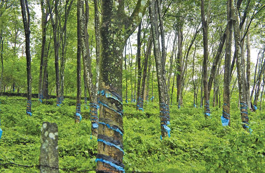 Jackfruit replacing rubber