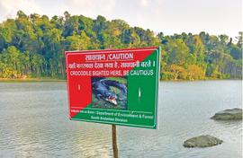 Crocs do their own number in the Andamans