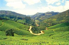 Go trekking in Munnar in the heart of tea country