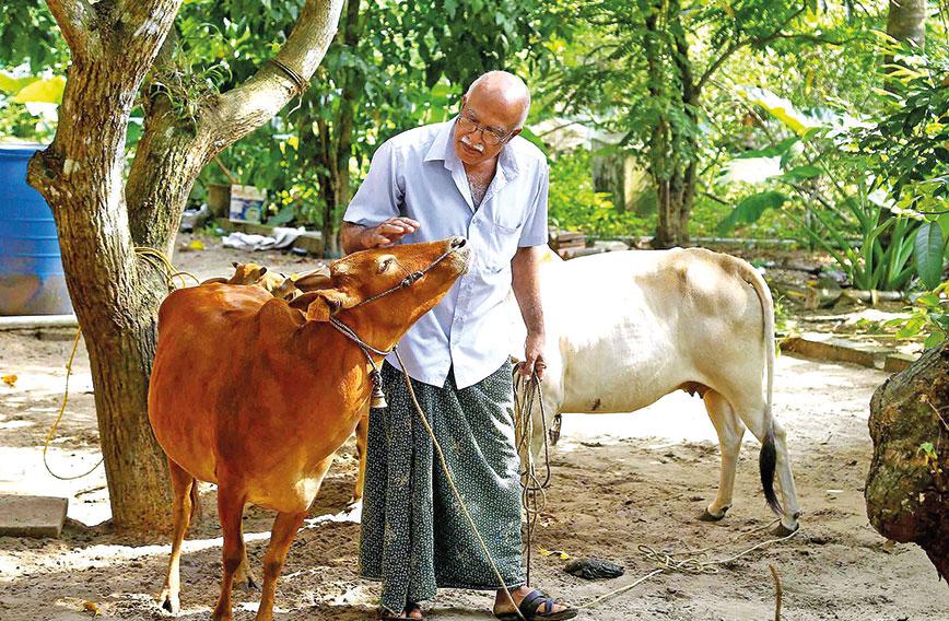 Kerala farmers give Desi cows get a brand name - Civil Society Magazine