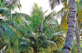 Toddy tappers do a high act from tree to tree