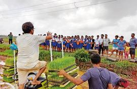 Goa village digs in, grows paddy to stop builders