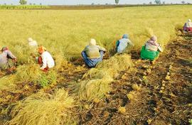 Teff is here and injera may be on its way to India