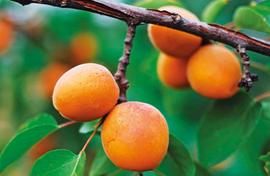When apricots arrive from heaven in an SUV 