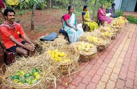 Mango in a big hurry lasts just three days 