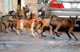 When dogs rule the streets and endanger people