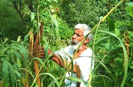 Save Seeds saves villages from forest fires