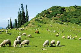 Peace, sheep at Tosa, stay a while in village homes