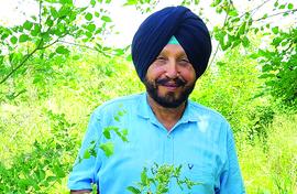 Col Gill brings back a forest  to save a river in Ludhiana
