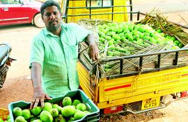 When a great mango looks for a market