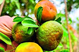Wild oranges return with Friends of Mangoes